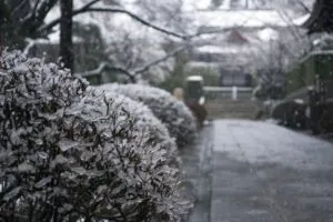 【施設からお寺へ】ご親族が集まるご法要に参列したい【付き添いサービス】