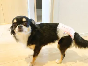 ちょい旅サポート ルピネ