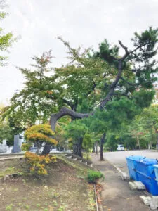 ちょい旅サポート ルピネ