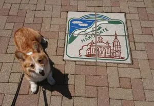 【社長】アニマルセラピー【犬】